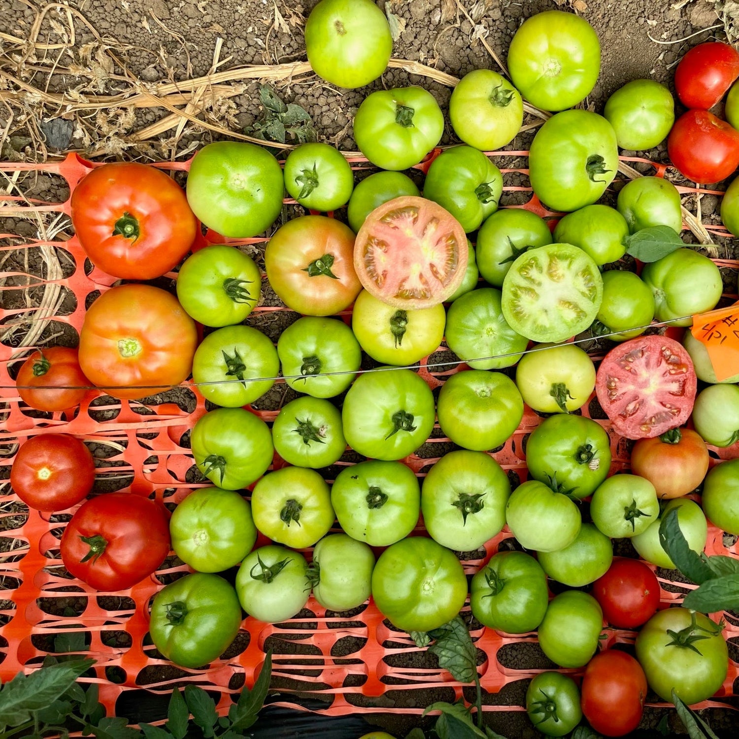 Hybrid Round Red Tomato - Rebel