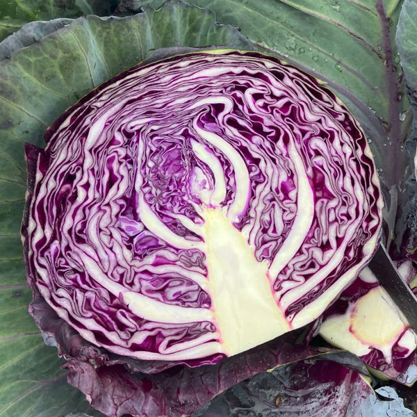 Hybrid Red Cabbage - Red Margarita RZ