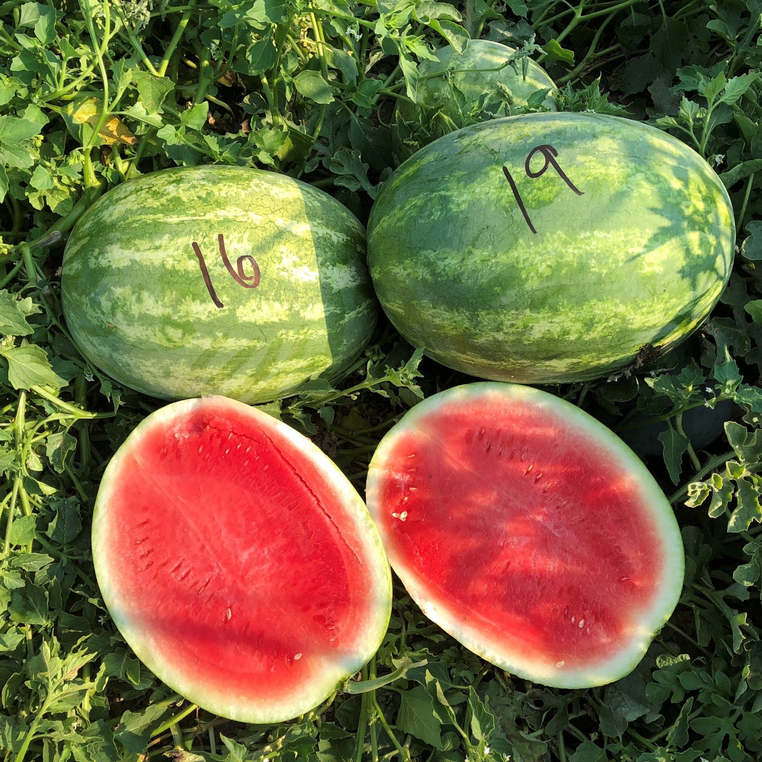 Hybrid Triploid (Seedless) Crimson Sweet Rind Watermelon - Red Amber