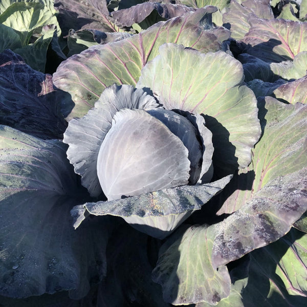 Hybrid Red Cabbage - Red Margarita RZ
