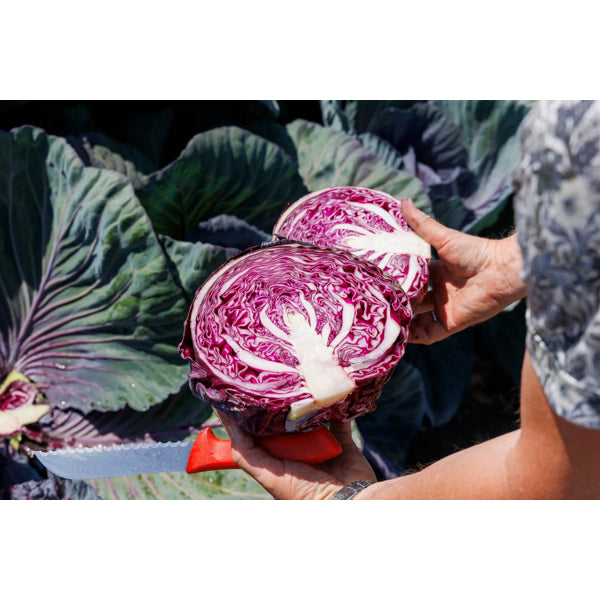 Hybrid Red Cabbage - Red Margarita RZ