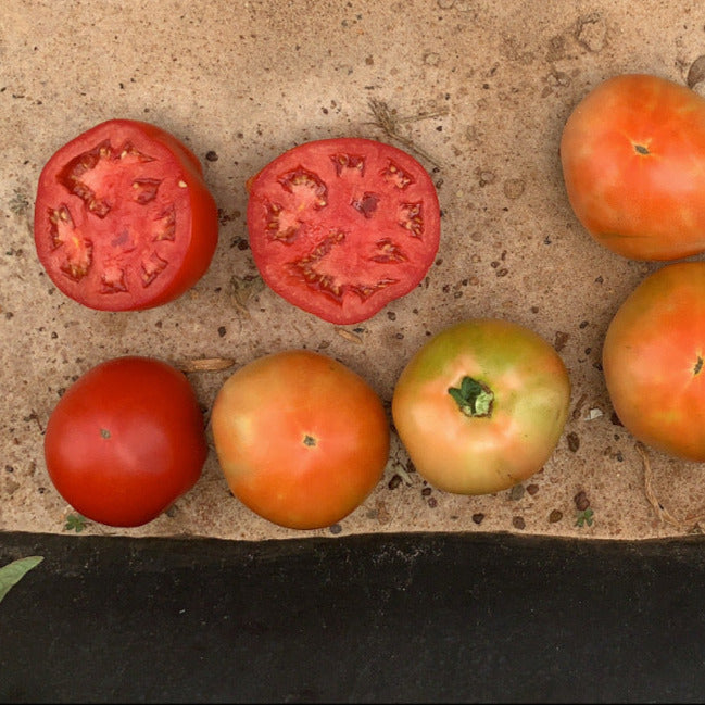 Hybrid Round Red Tomato - Red Snapper