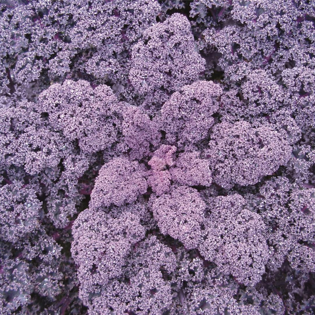 Hybrid Kale - Redbor