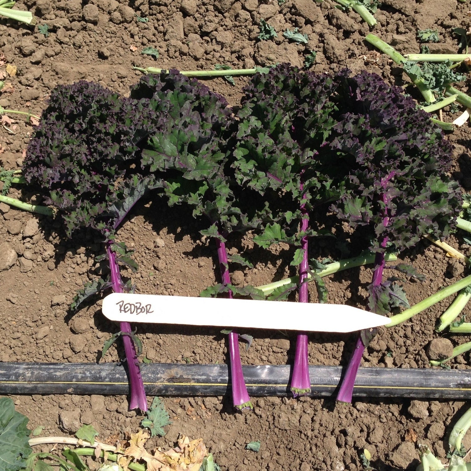 Hybrid Kale - Redbor