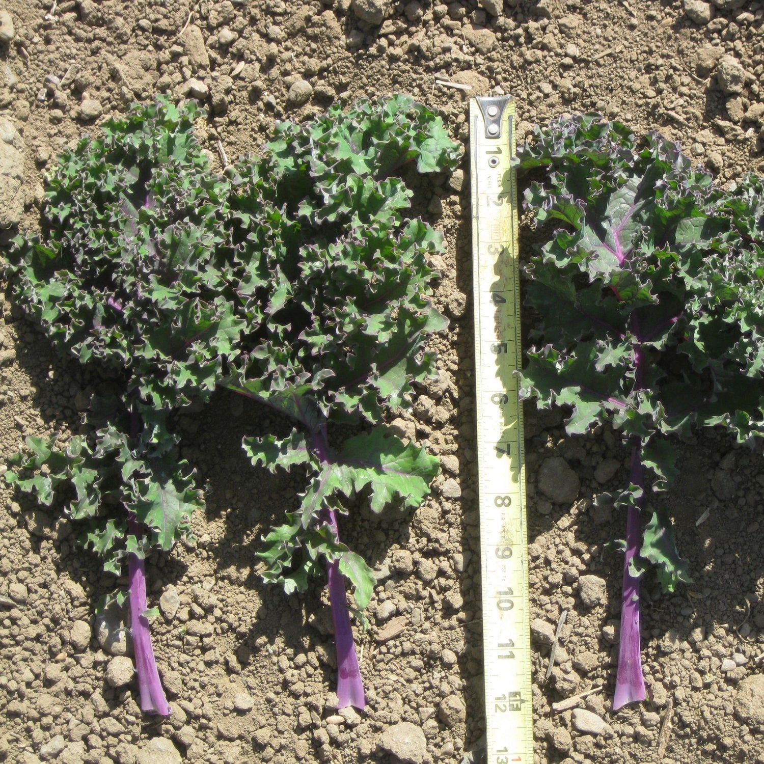 Hybrid Kale - Redbor