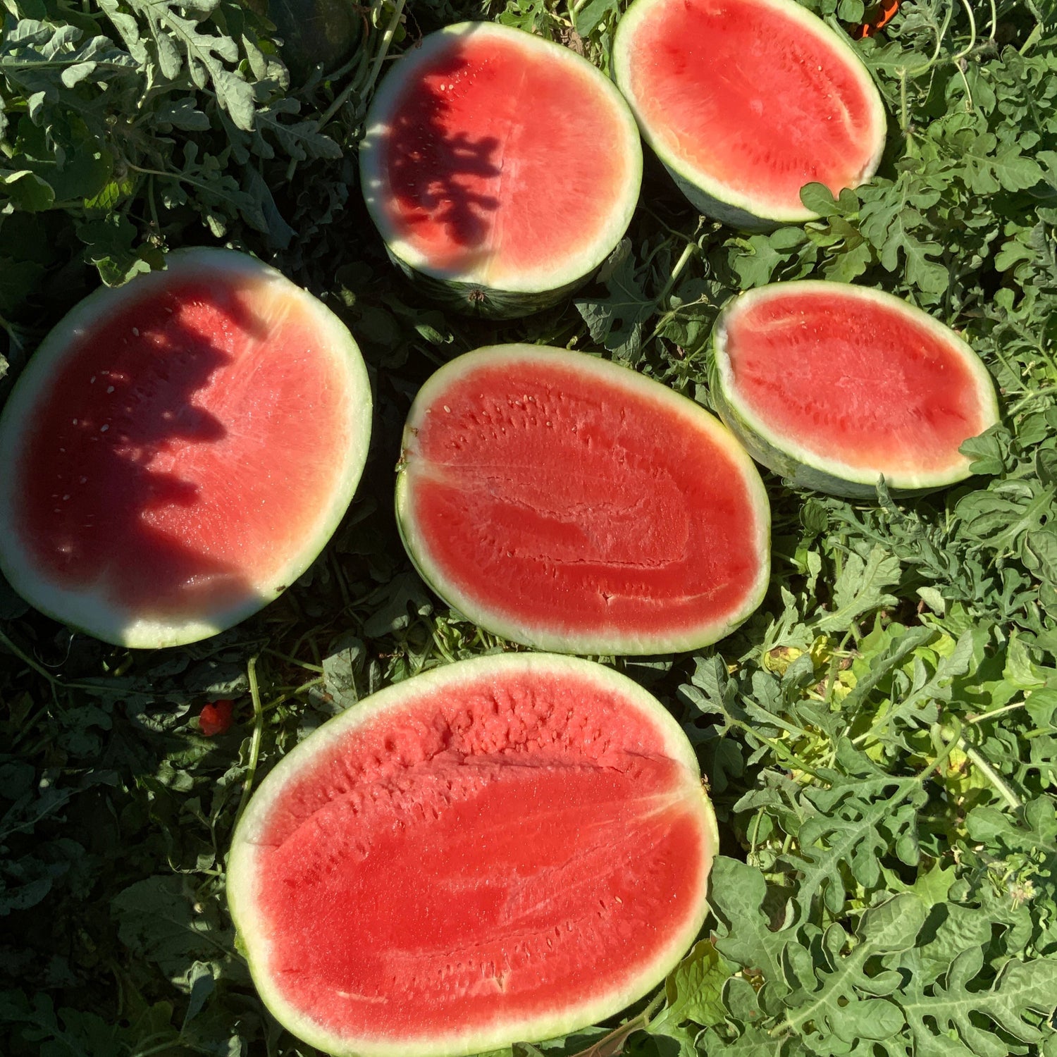 Hybrid Triploid (Seedless) Crimson Sweet Rind Watermelon - Rio Grande