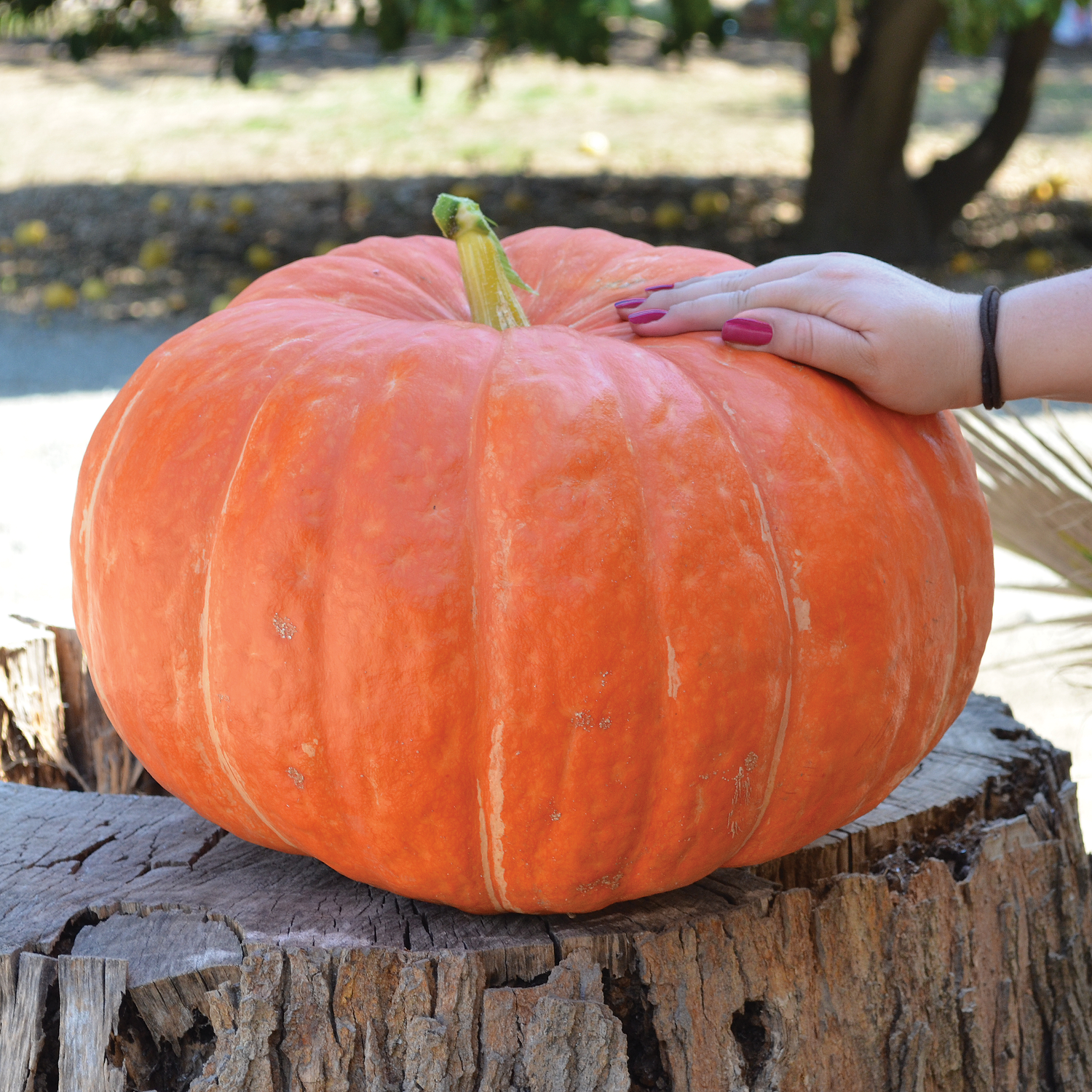 Hybrid Specialty Pumpkin - Ritz
