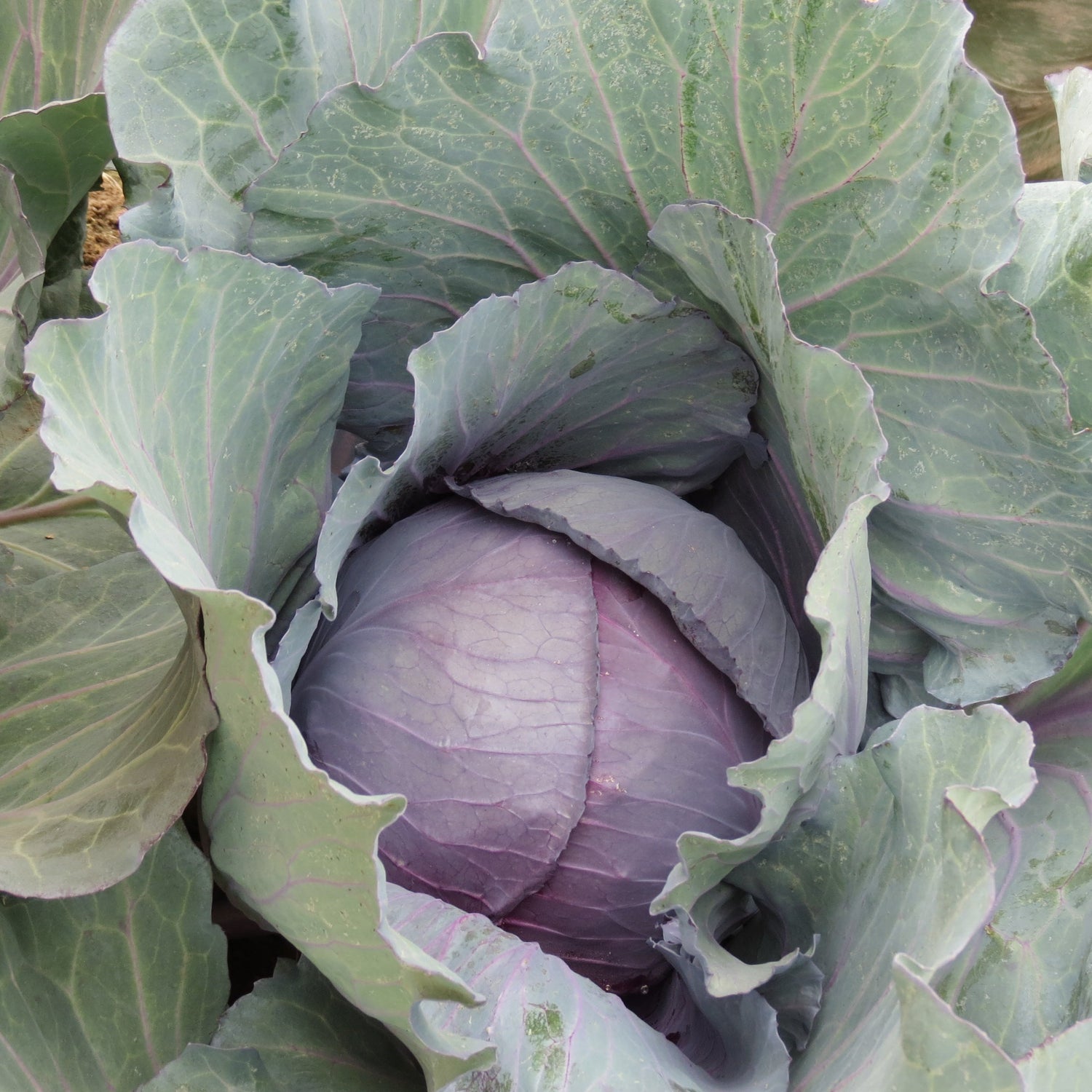Hybrid Red Cabbage - Roadie