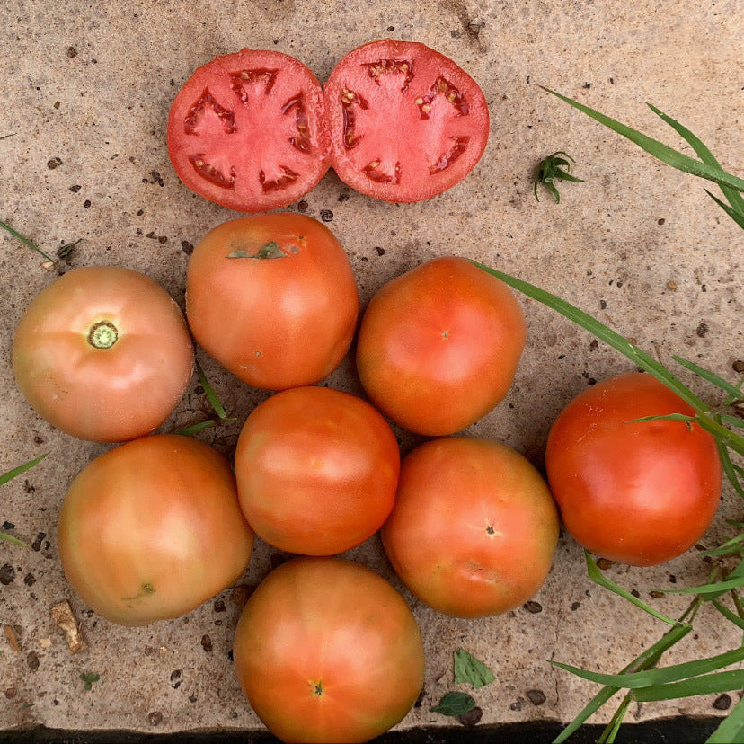 Hybrid Round Red Tomato - Roadster