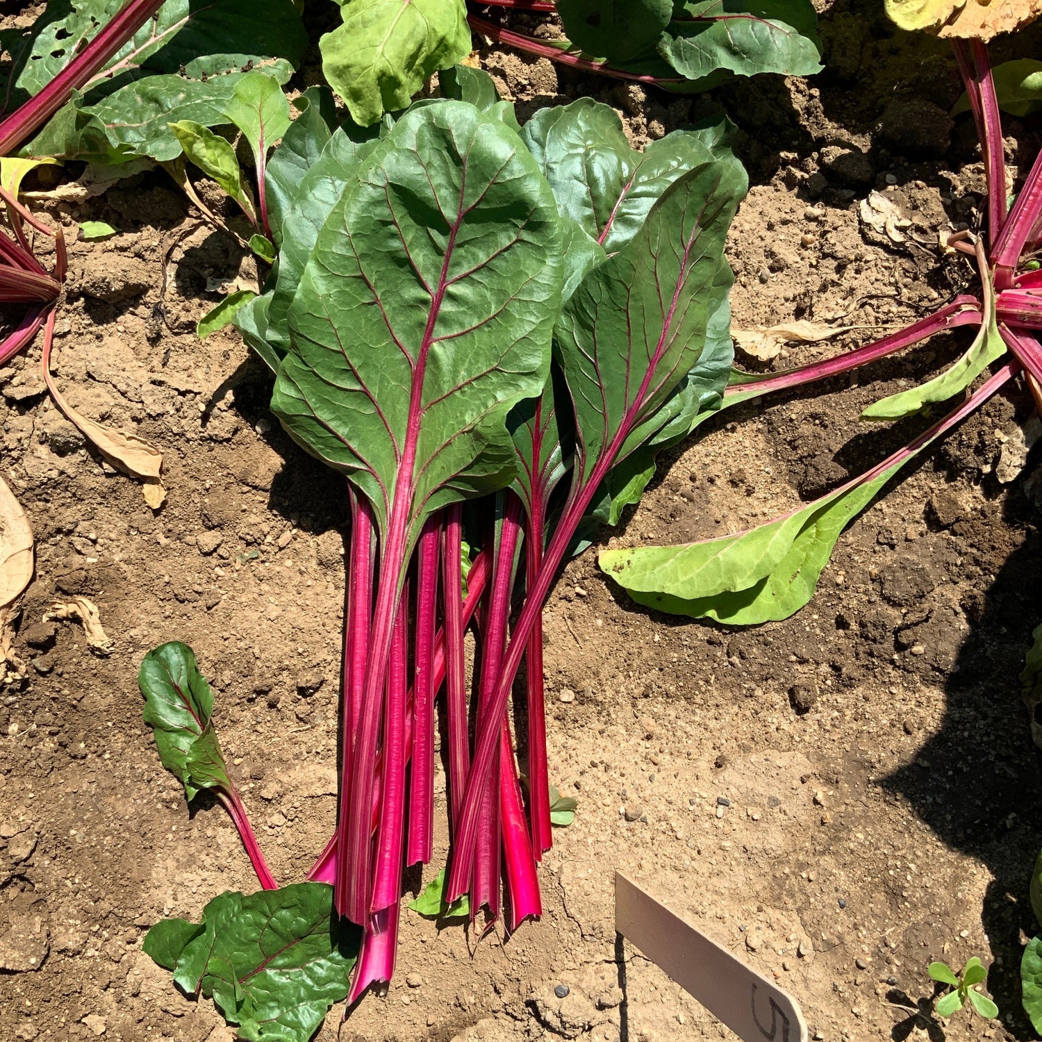 Hybrid Red Swiss Chard - Roadster