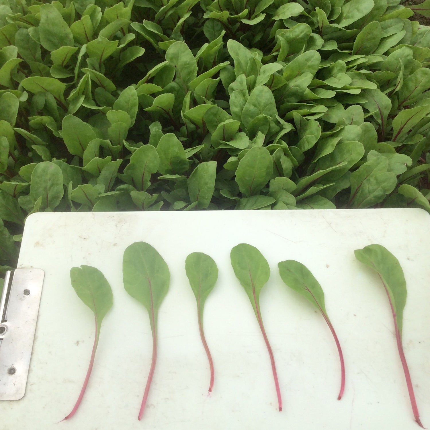 Hybrid Red Swiss Chard - Roadster