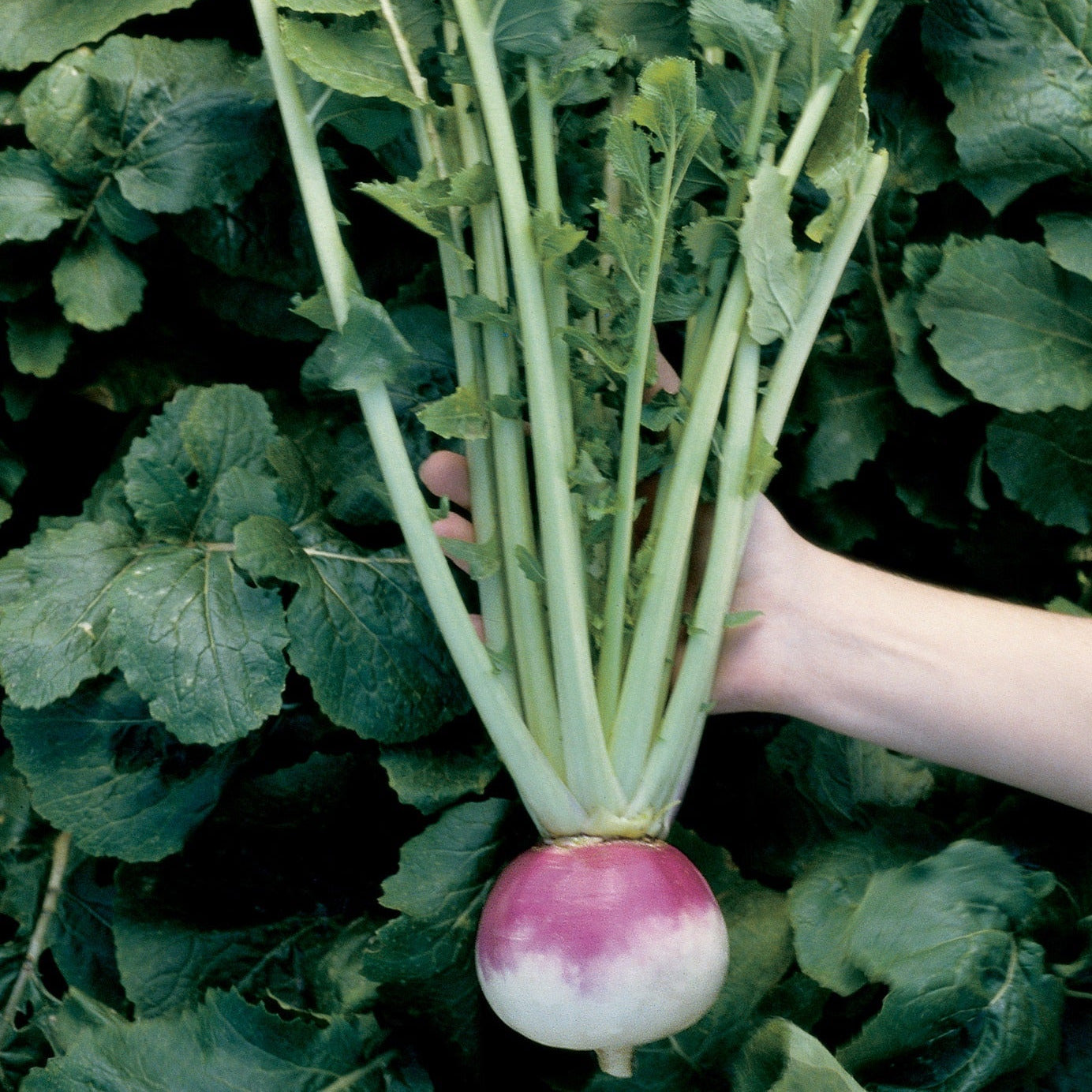 Hybrid Turnip - Royal Crown