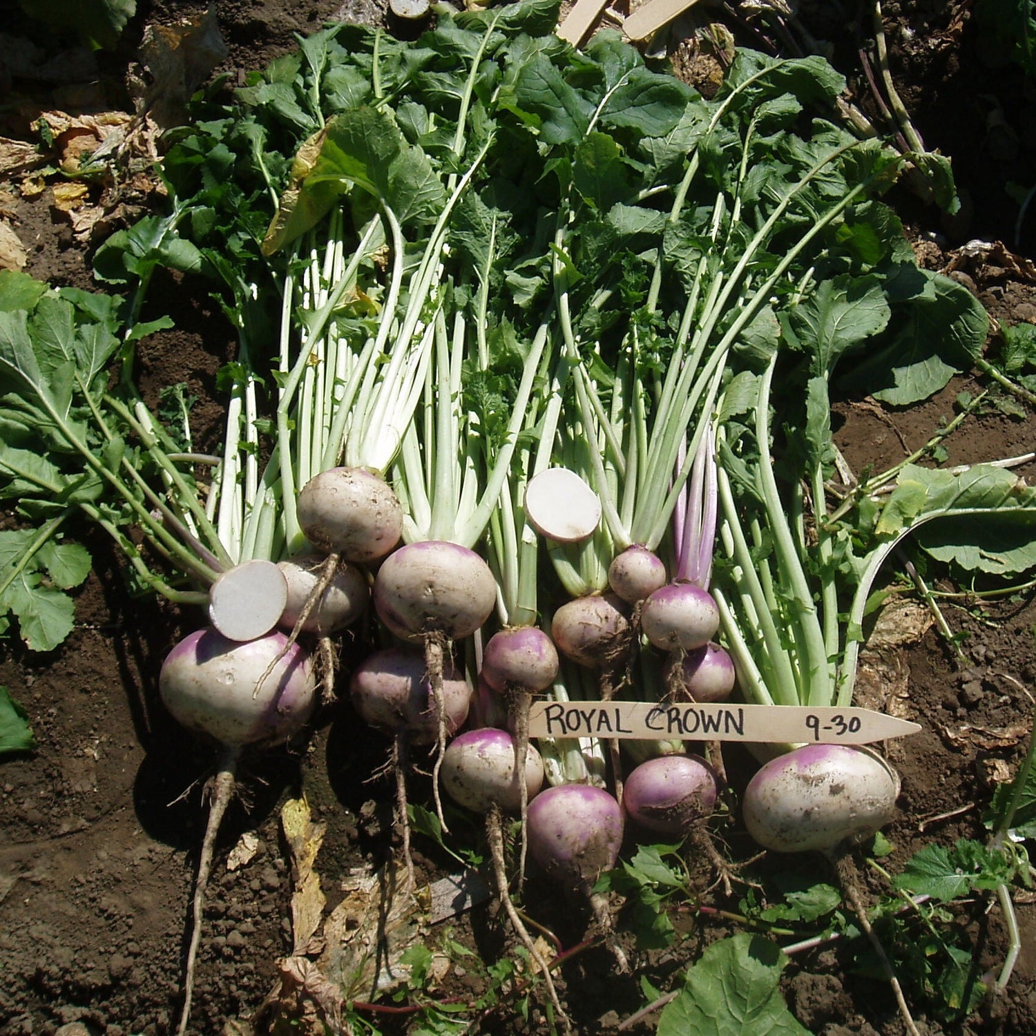 Hybrid Turnip - Royal Crown