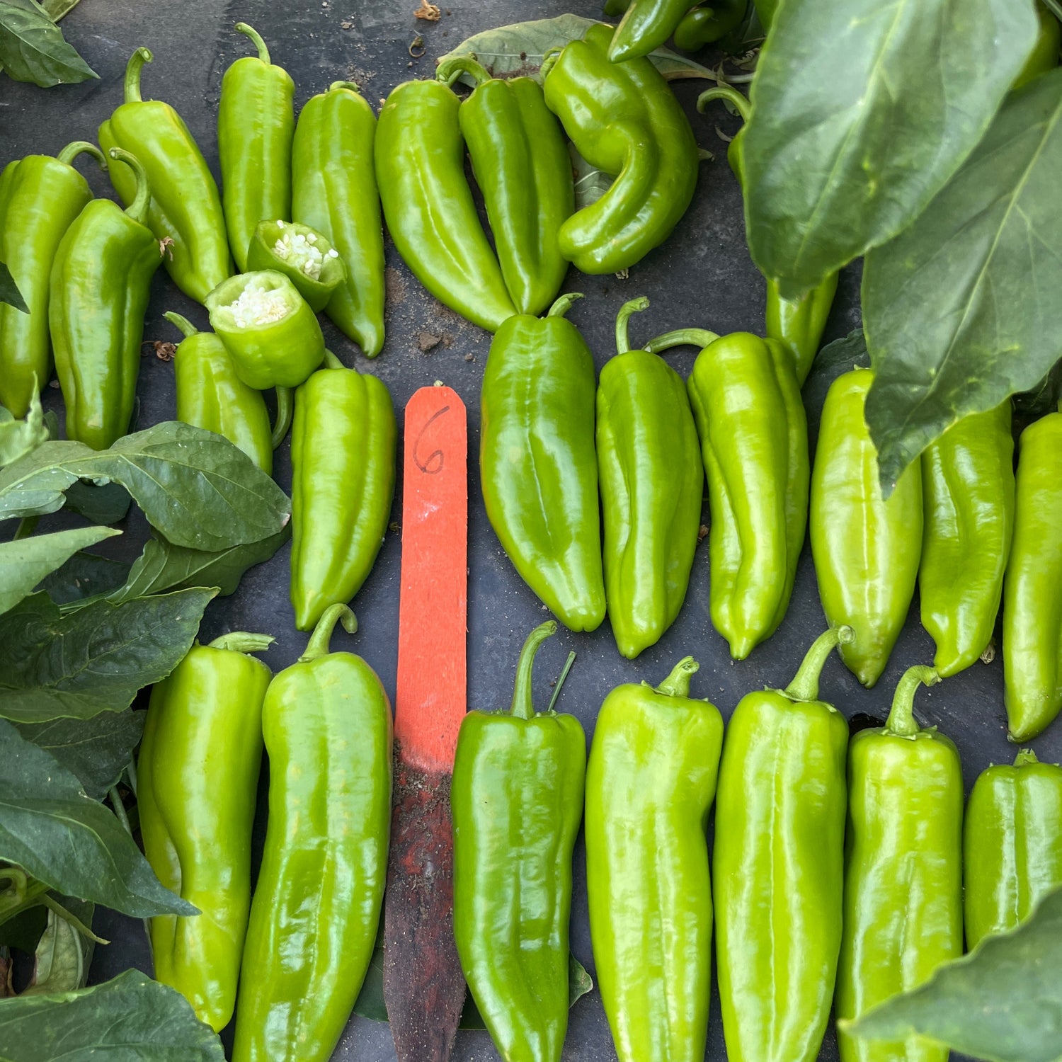 Hybrid Anaheim Pepper - Rubicon