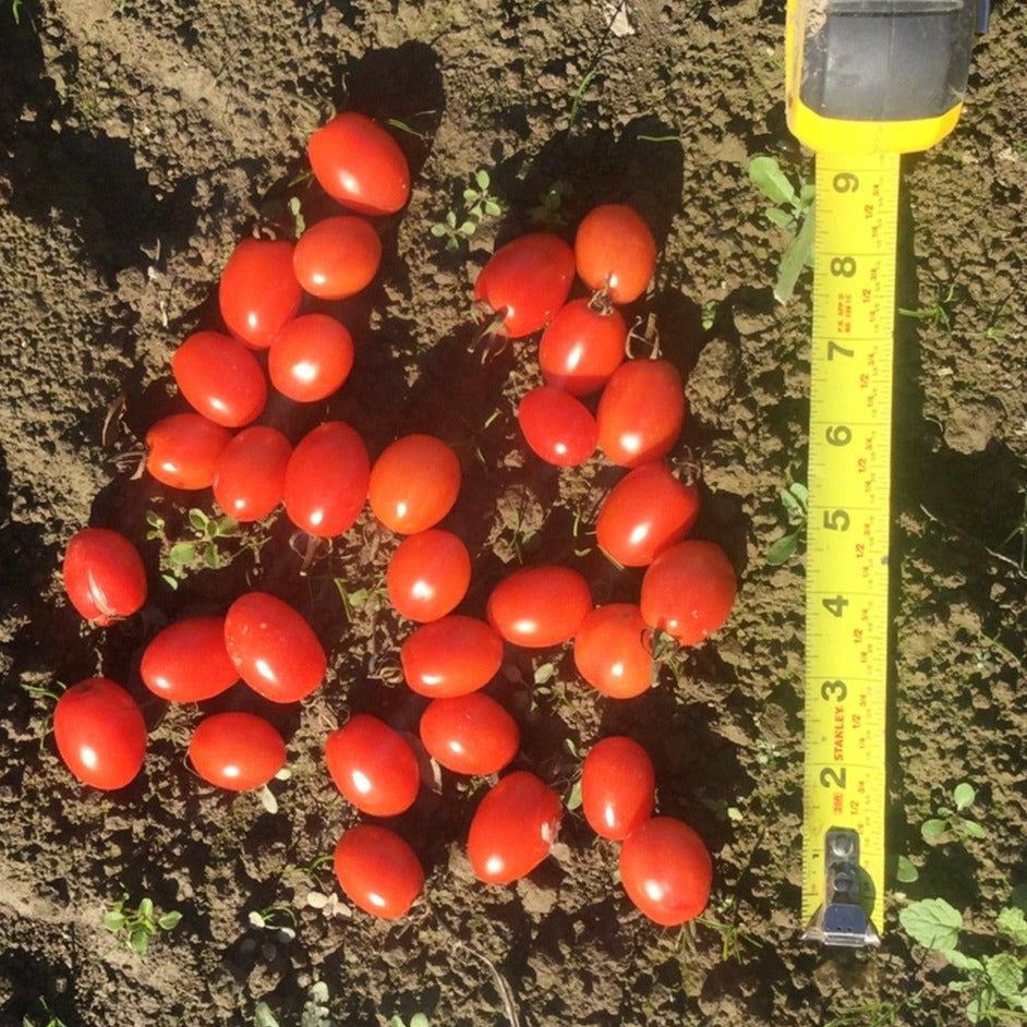 Hybrid Red Grape Tomato - Ruby Crush