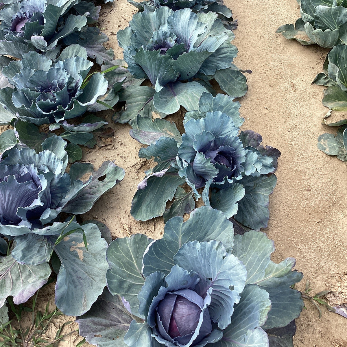 Ruby Red Cabbage Hybrid Red Cabbage - Ruby King Improved – Gowan