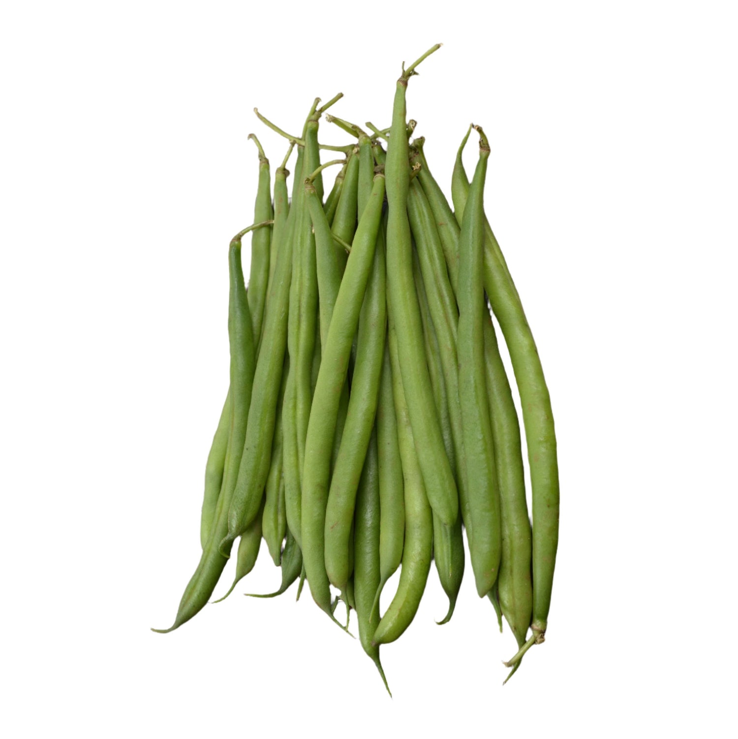 OP Green Bush Bean - STAR 2007