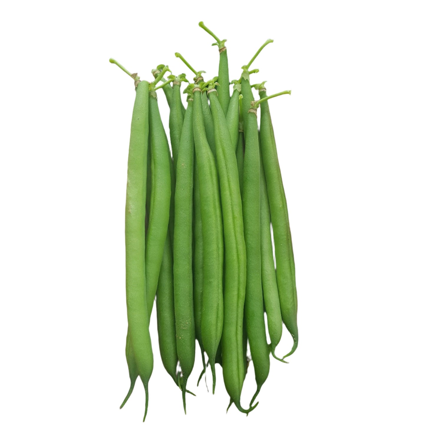 OP Green Bush Bean - STAR 2007