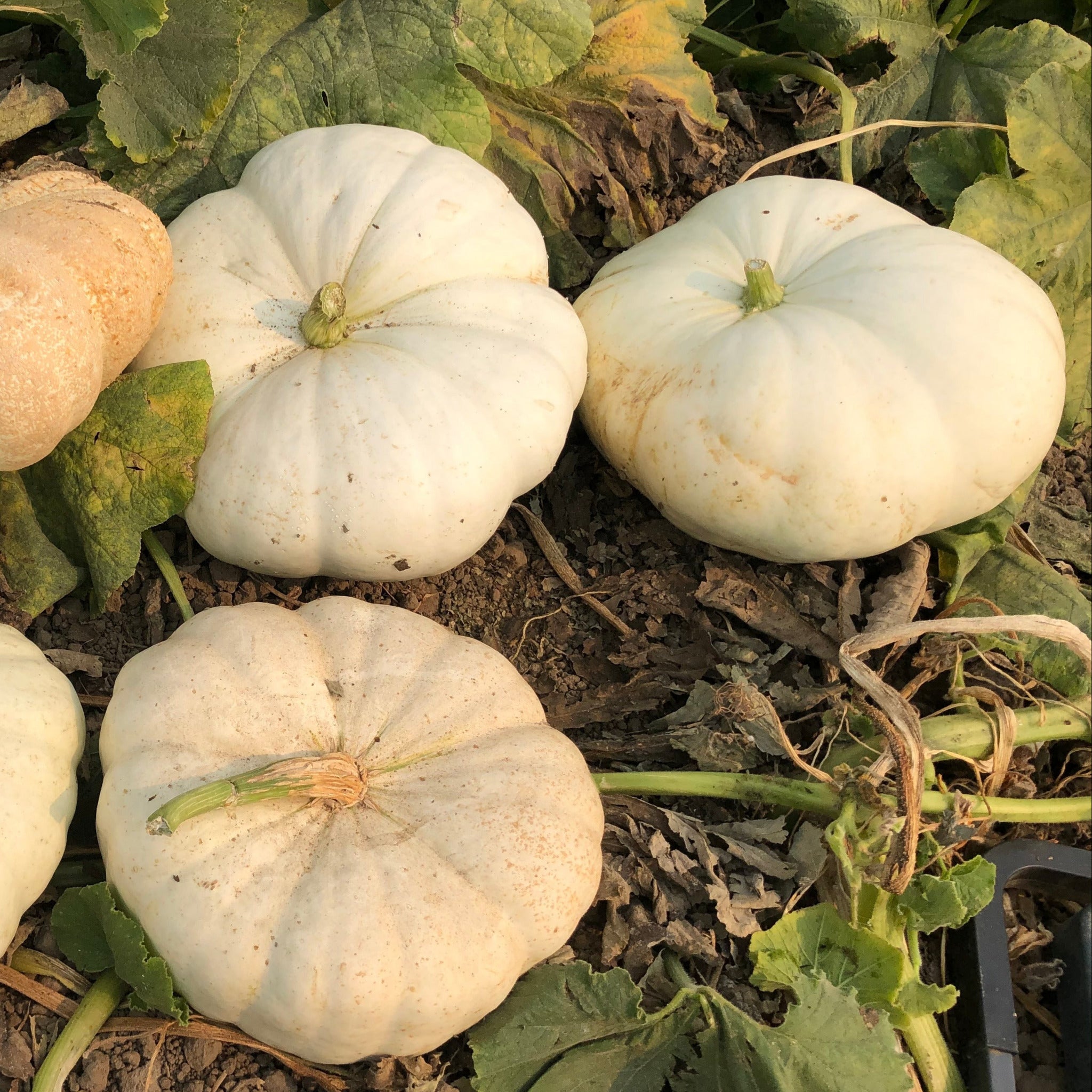 Hybrid White Pumpkin - STAR 7001 – Gowan