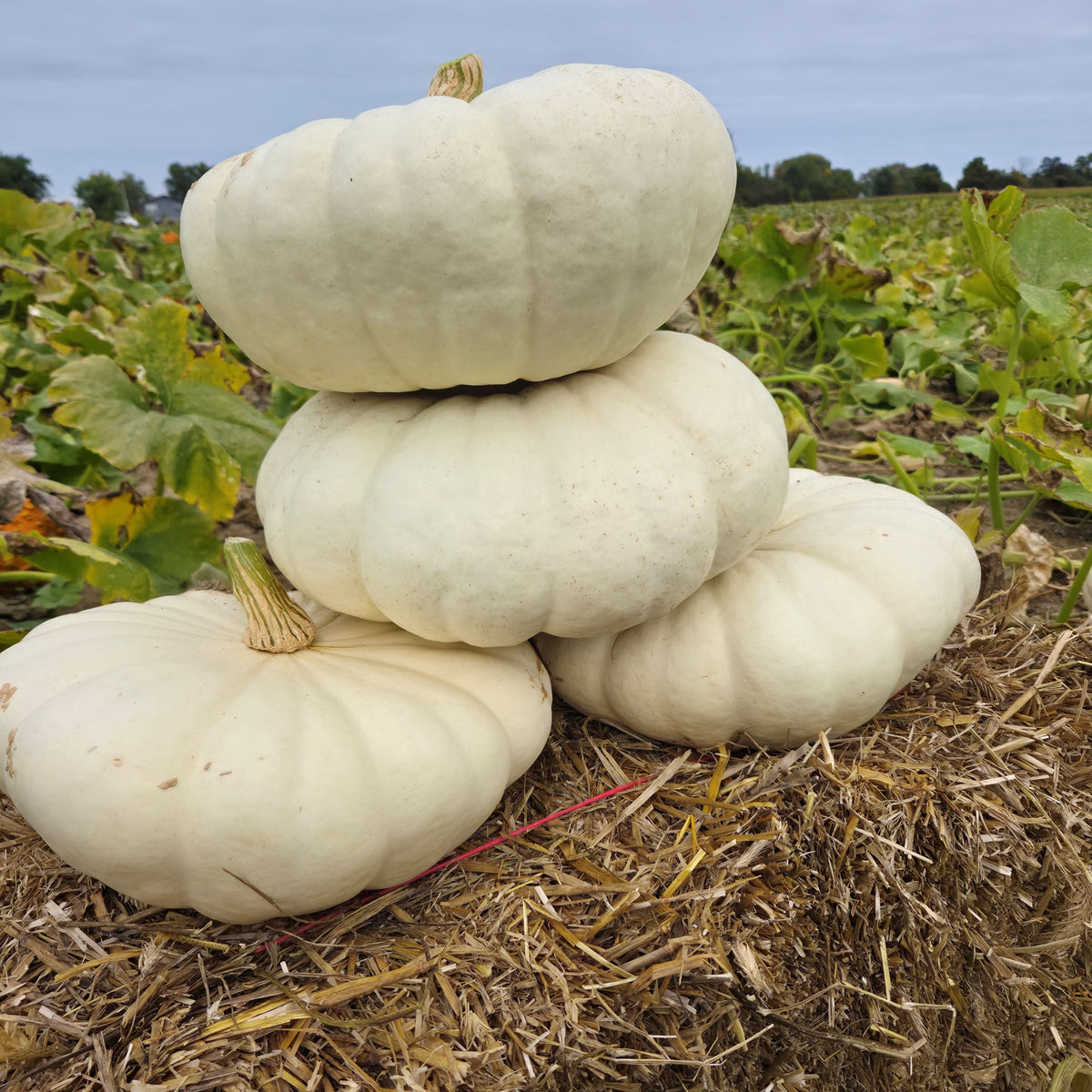 Hybrid White Pumpkin - STAR 7001