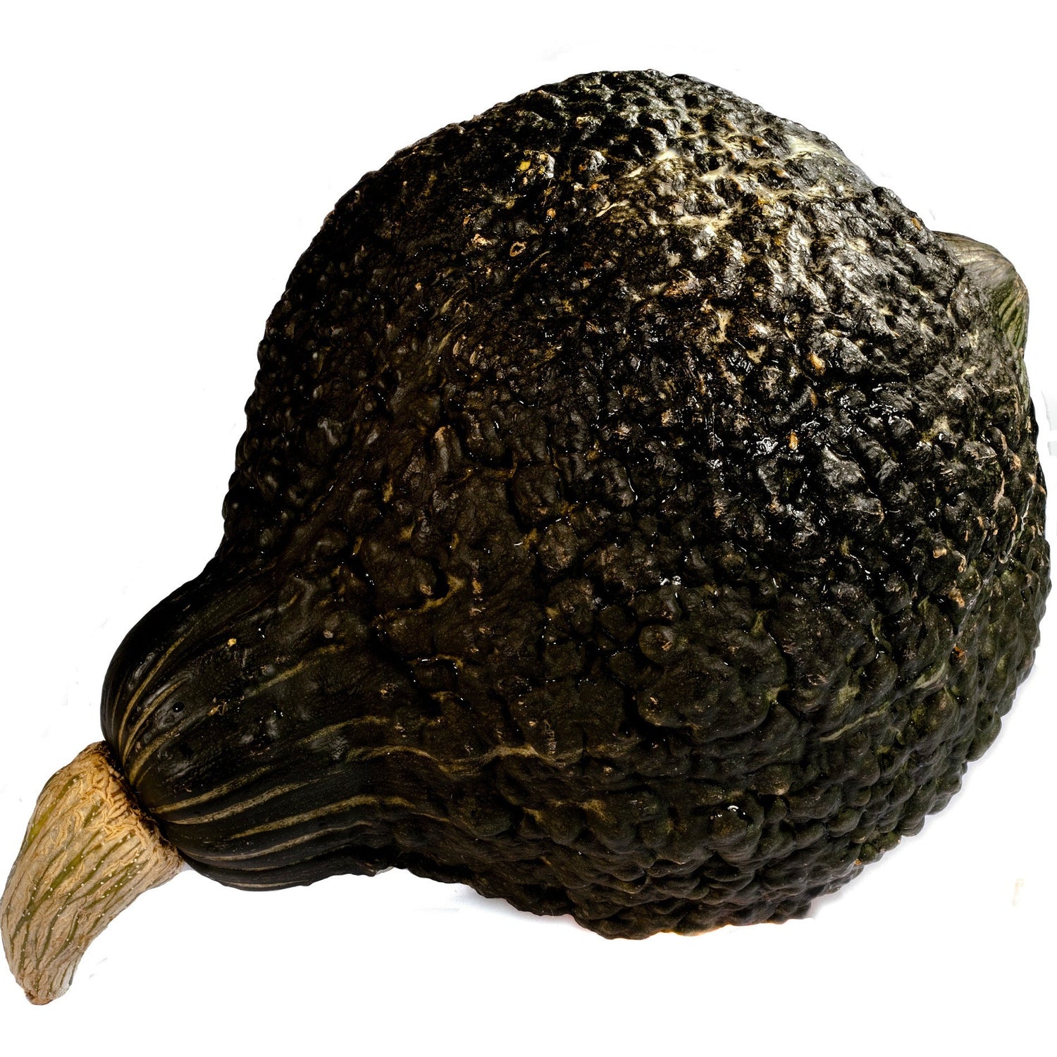 Hybrid Hubbard Squash - STAR 7053