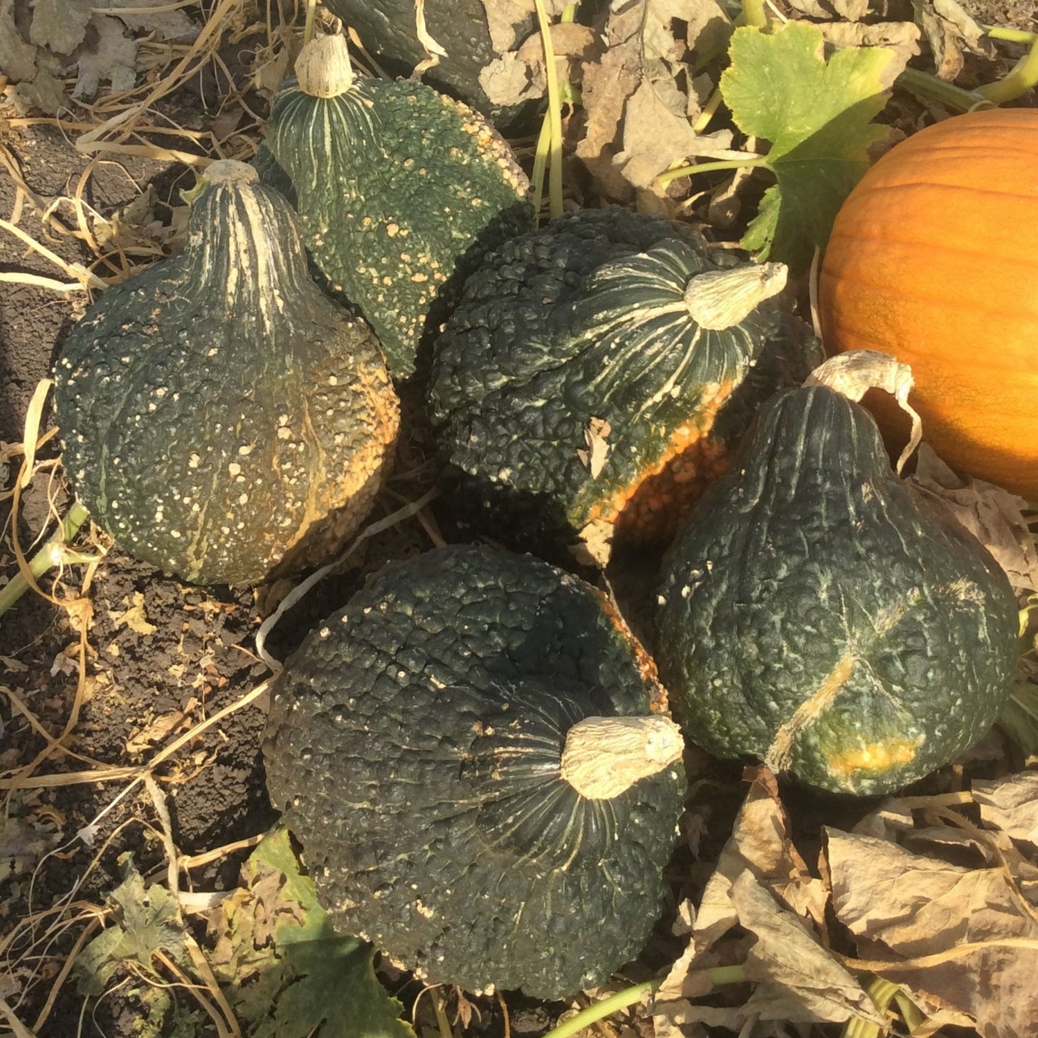 Hybrid Hubbard Squash - STAR 7053
