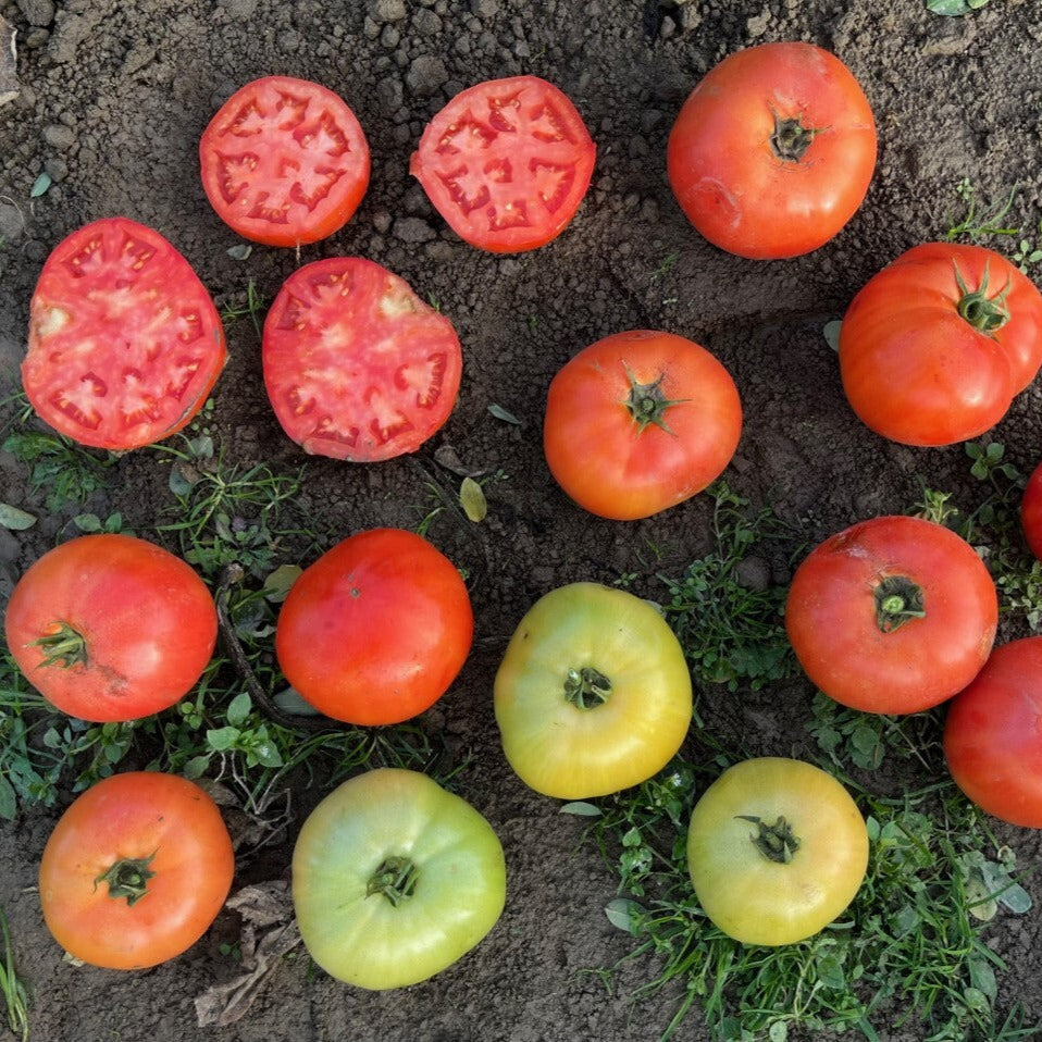 Hybrid Round Red Tomato - STM2255 – Gowan