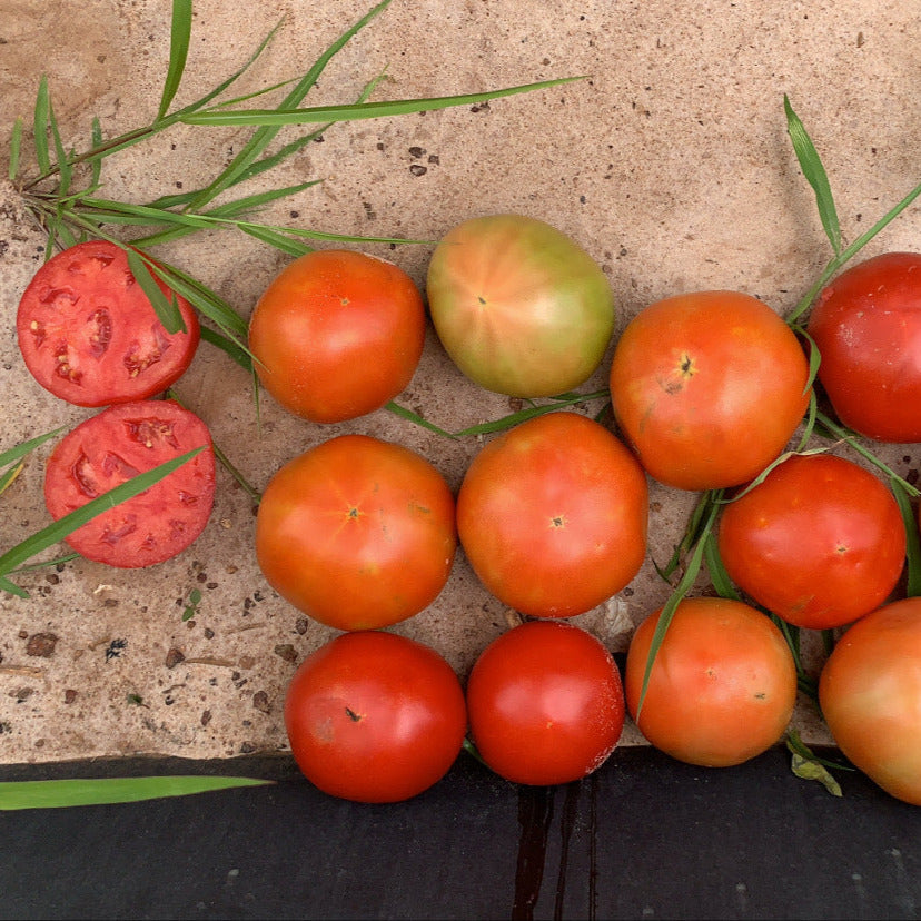 Hybrid Round Red Tomato - STM2255 – Gowan