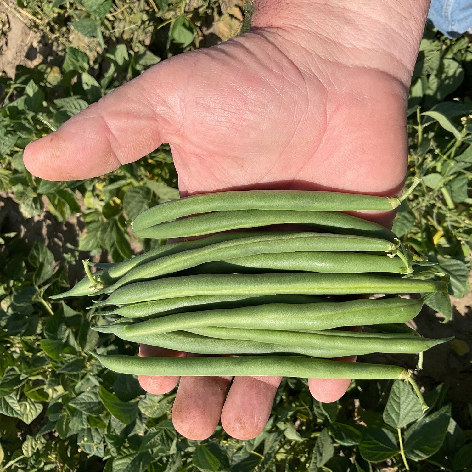 OP Green Bush Bean - Sanford