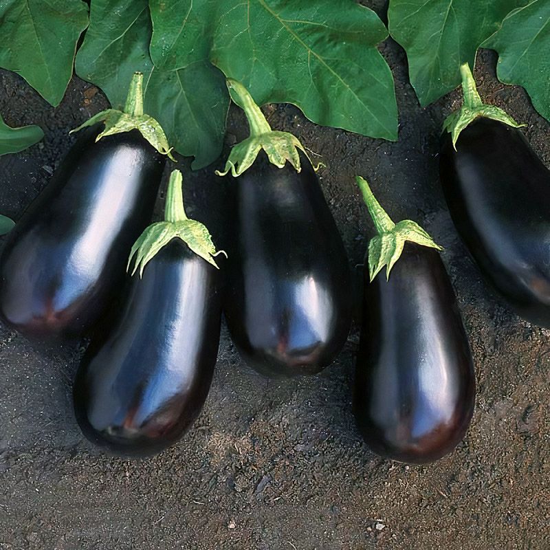 Hybrid Eggplant - Santana