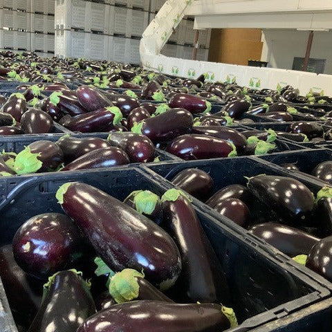 Hybrid Eggplant - Santana