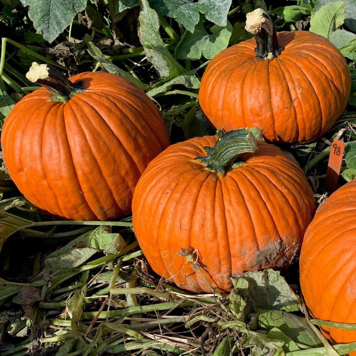 Hybrid Carving Pumpkin - Secretariat