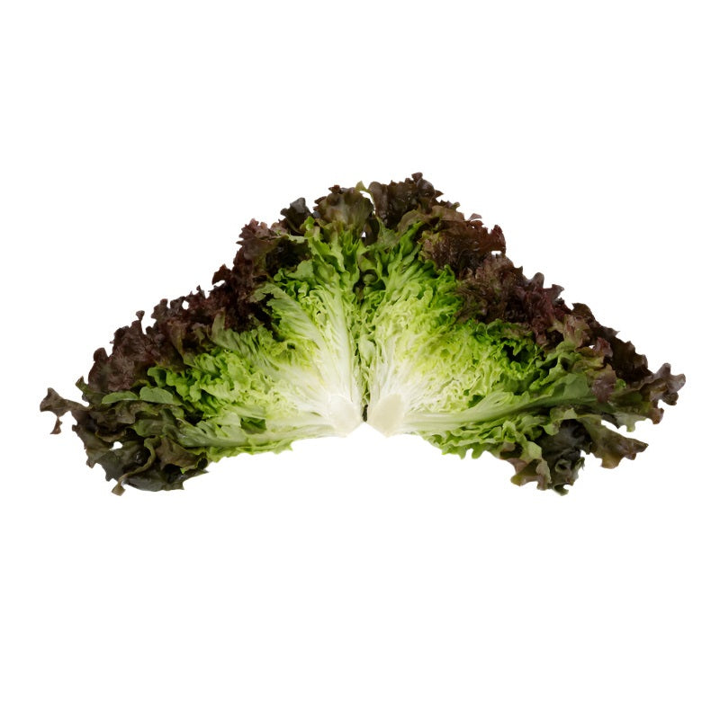 OP Red Leaf Lettuce - Shirane Sky RZ