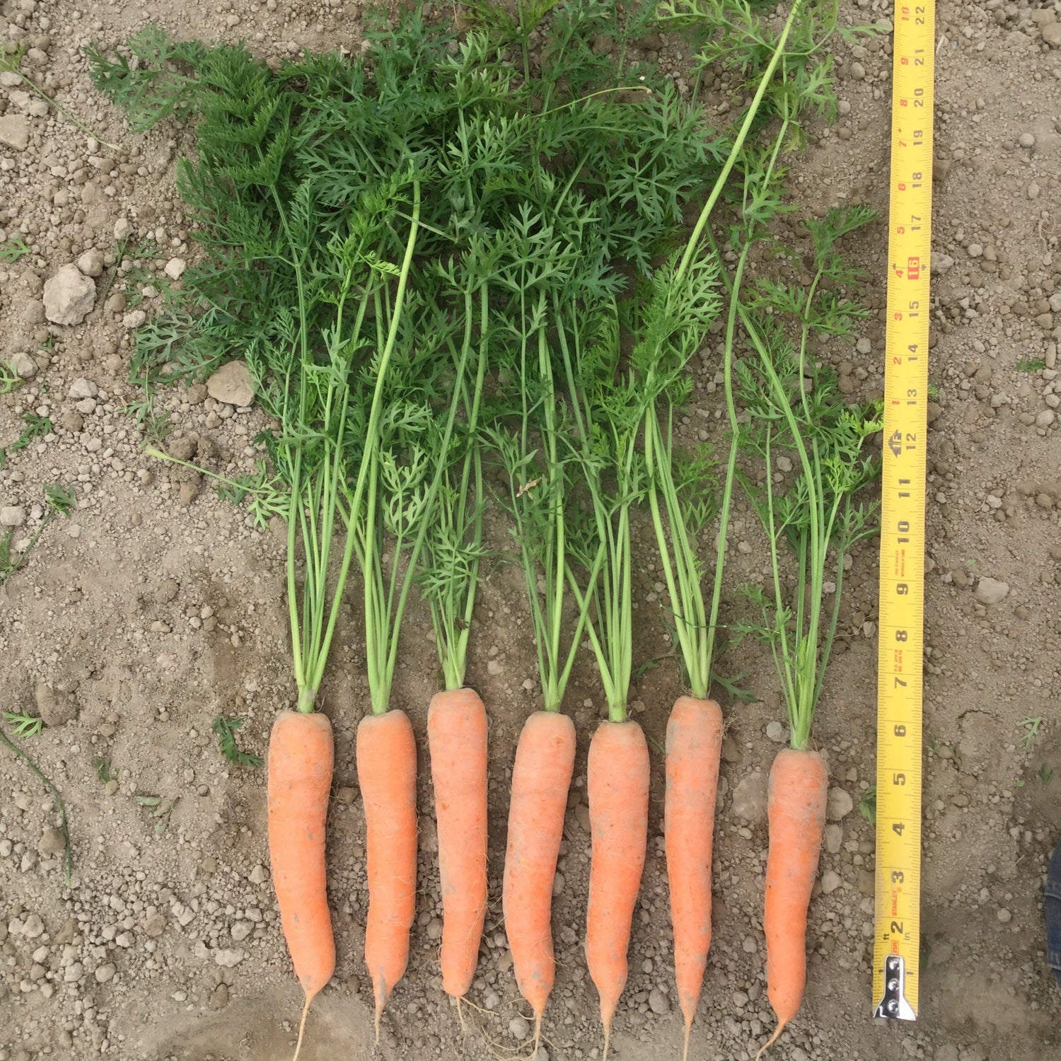 Hybrid Orange Carrot - Siroco