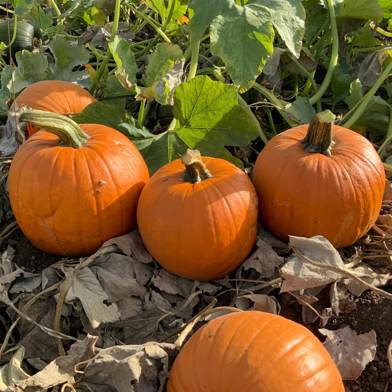 Hybrid Carving Pumpkin - Skidoo Gold