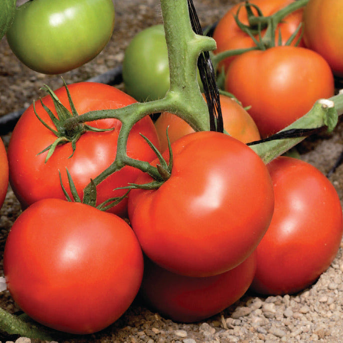 Patsy Tomato Hybrid Round Red Tomato - Skyway 687 – Gowan
