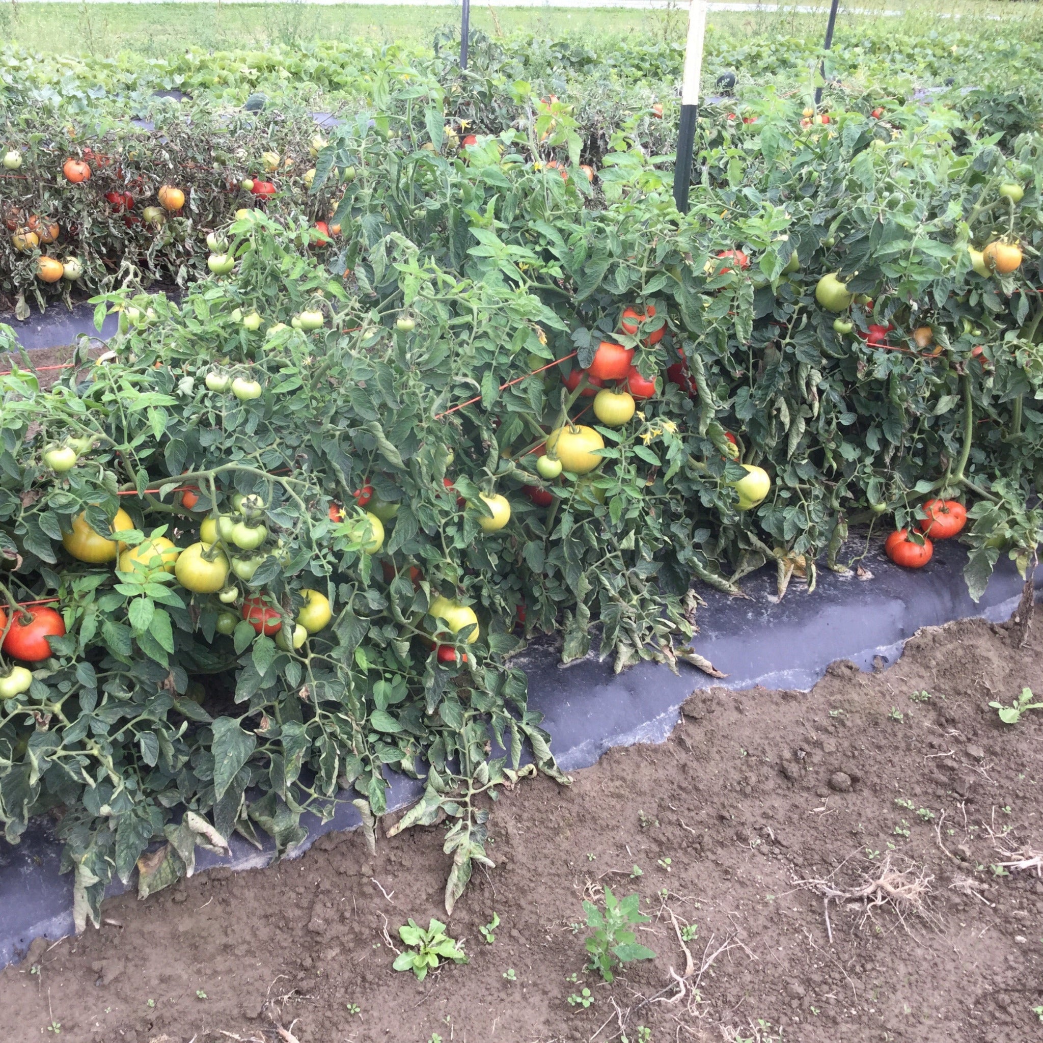 Hybrid Round Red Tomato - Skyway 687 – Gowan
