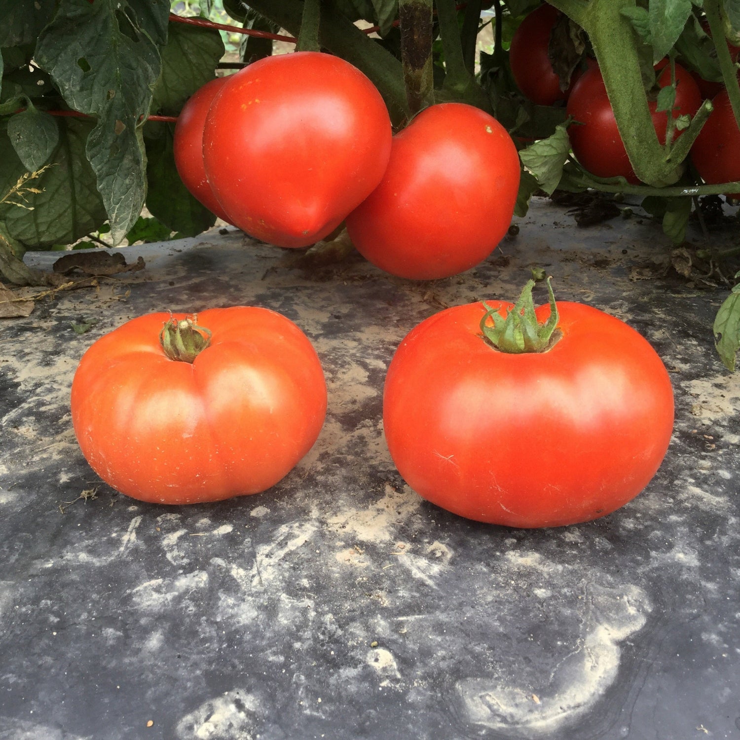 Hybrid Round Red Tomato - Skyway 687