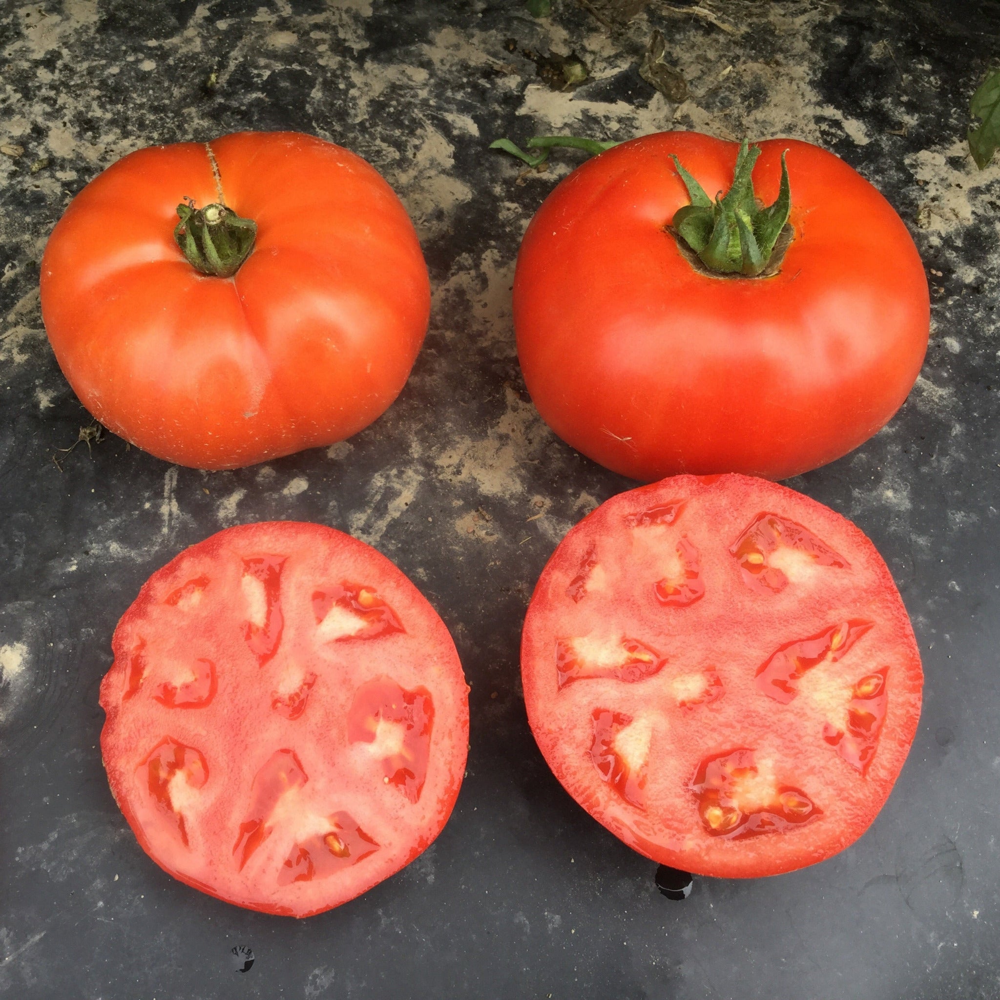 Hybrid Round Red Tomato - Skyway 687 – Gowan