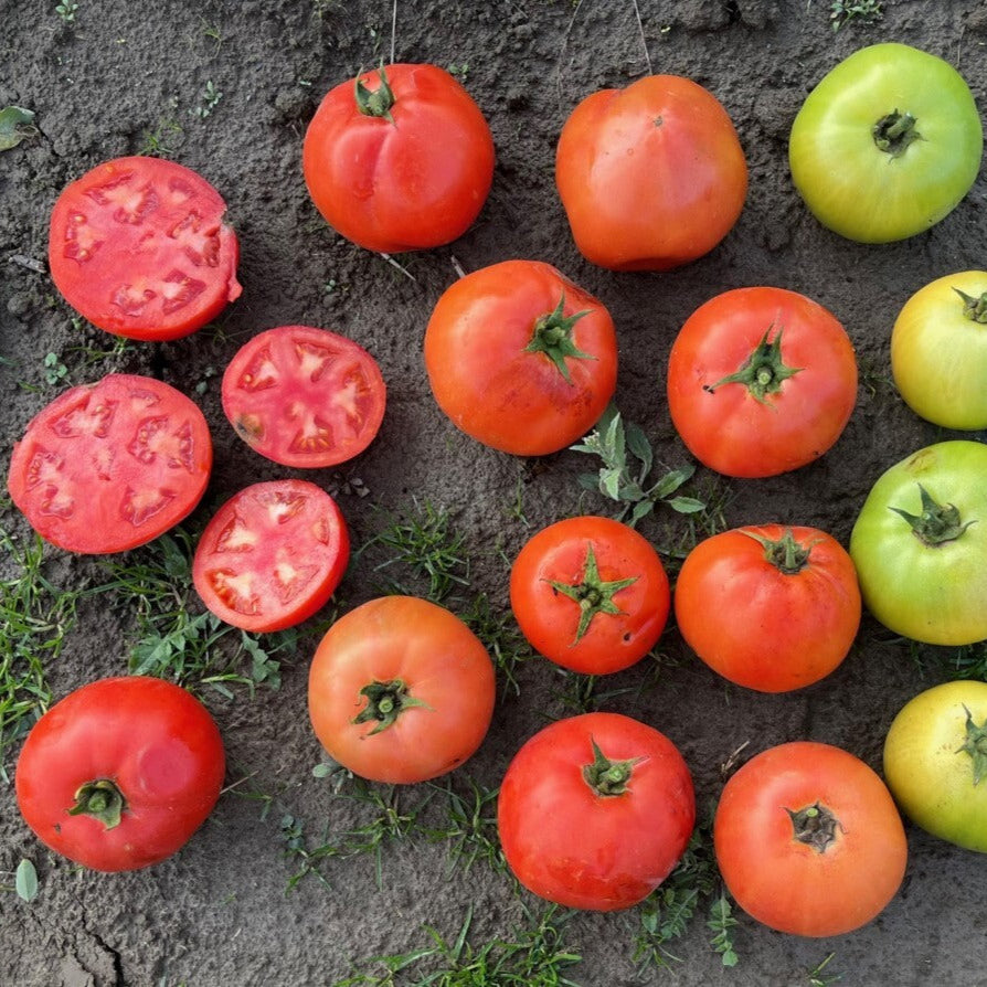 Hybrid Round Red Tomato - Skyway 687 – Gowan