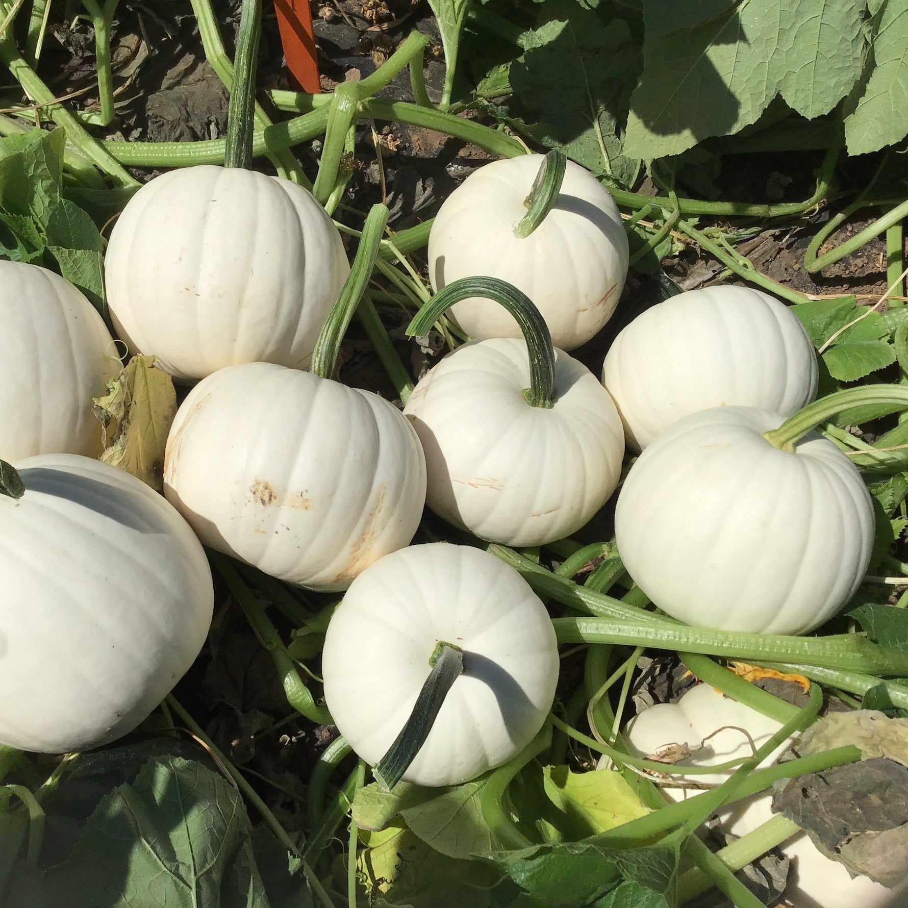 white pumpkin seeds for planting Hybrid White Pumpkin