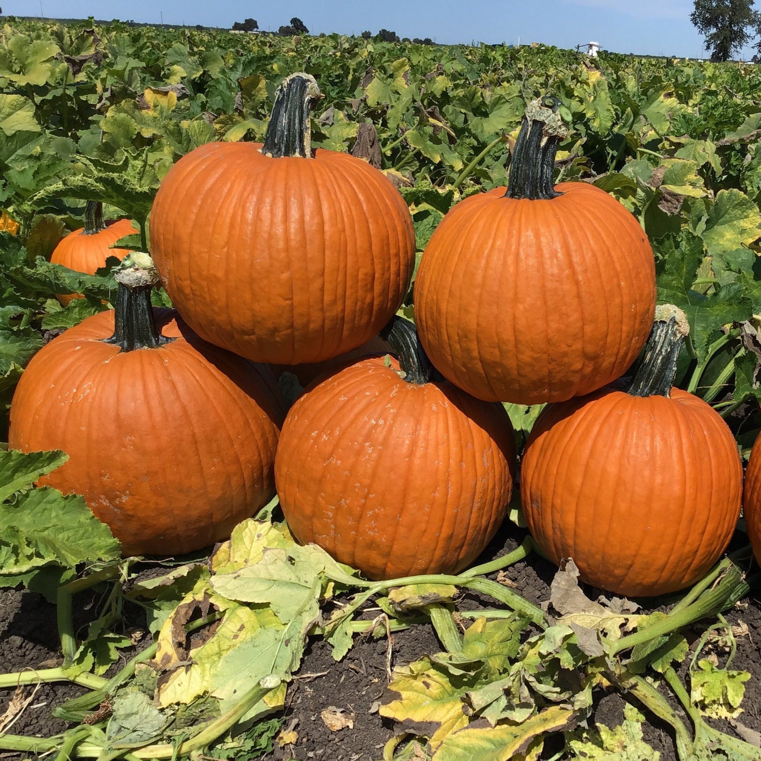 Hybrid Carving Pumpkin - Spartacus