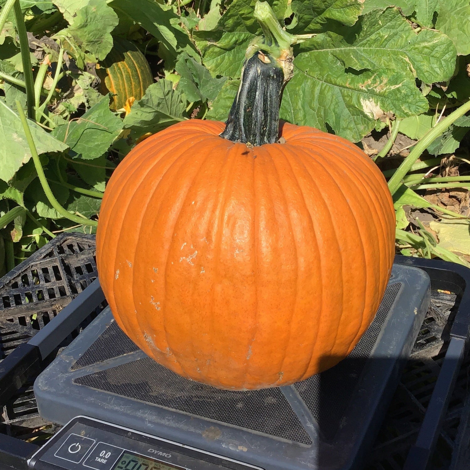 Hybrid Carving Pumpkin - Spartacus