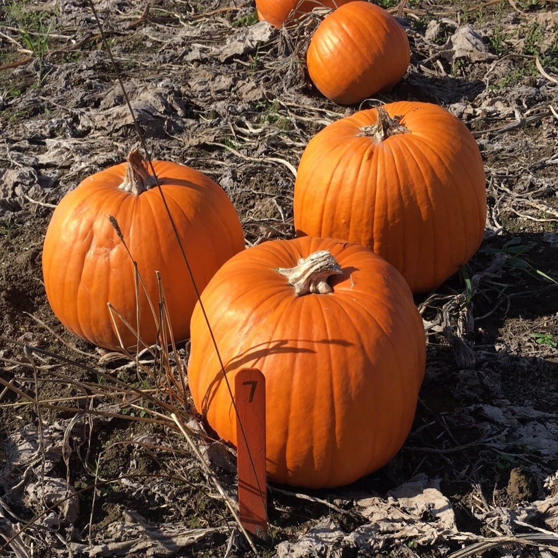 Hybrid Carving Pumpkin - Spartan