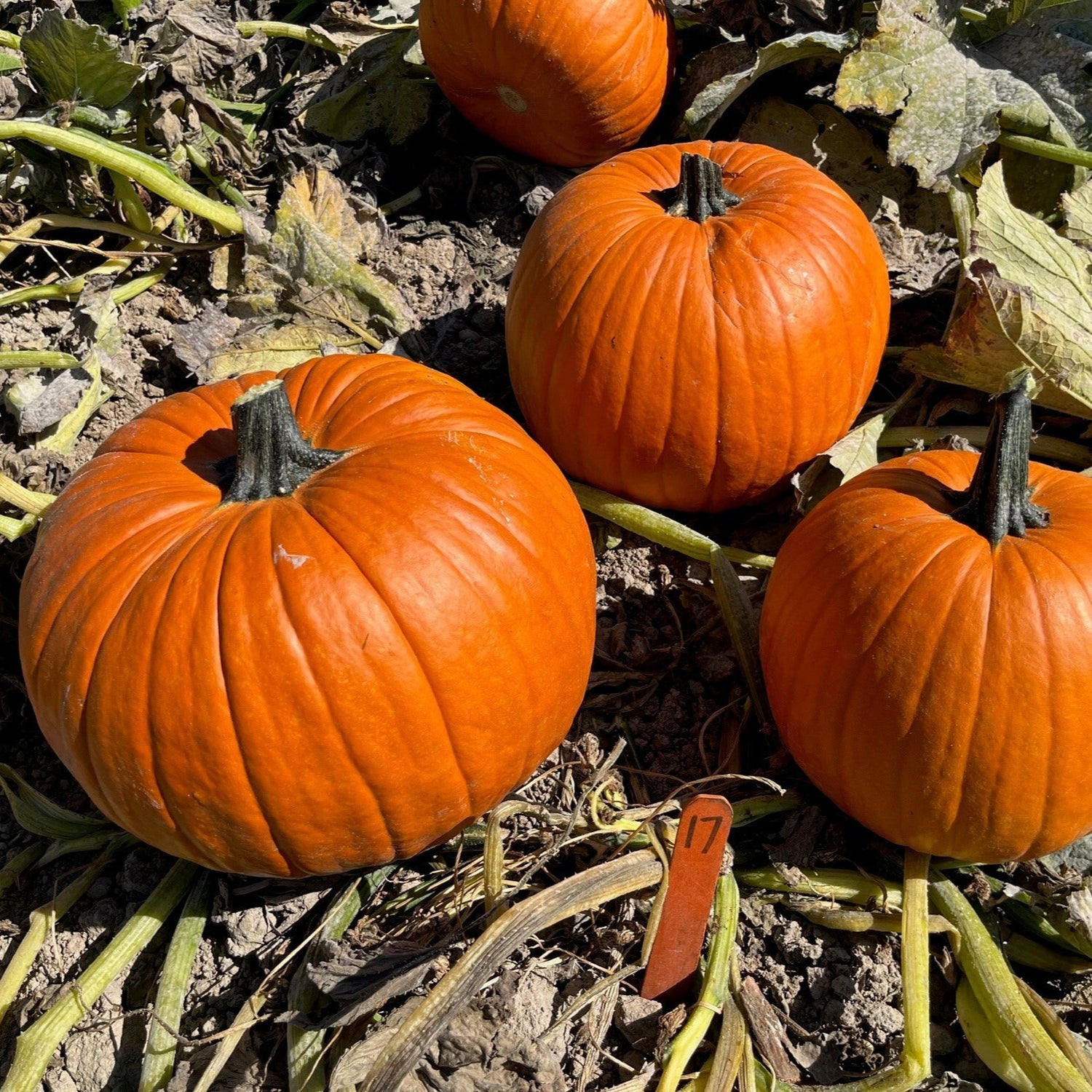 Hybrid Carving Pumpkin - Spartan