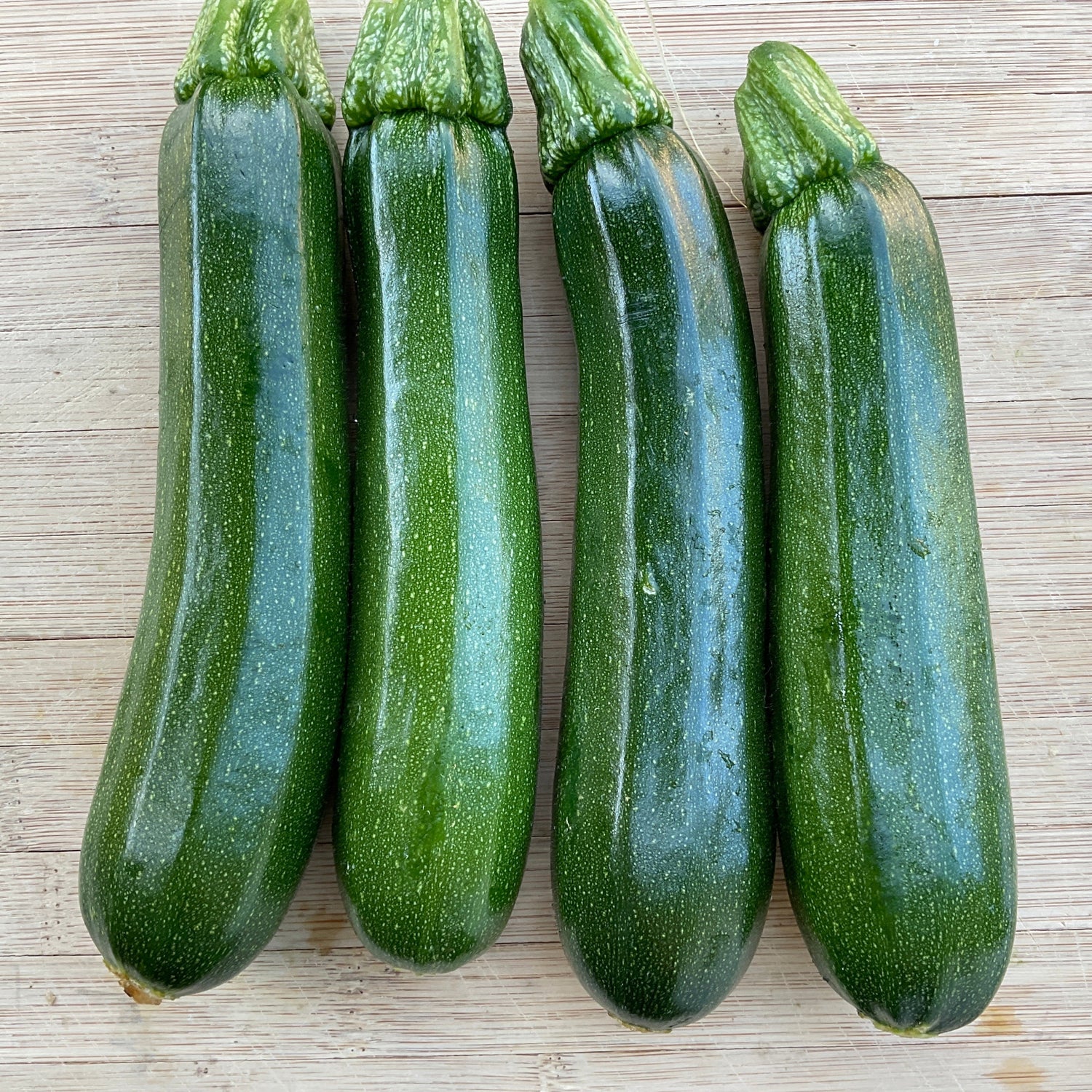 Hybrid Green Zucchini Squash - Spineless Supreme