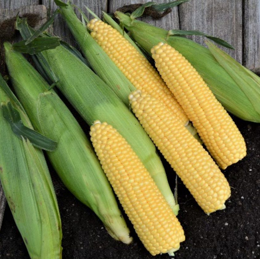 Hybrid Supersweet Yellow Corn - Sprinter XR