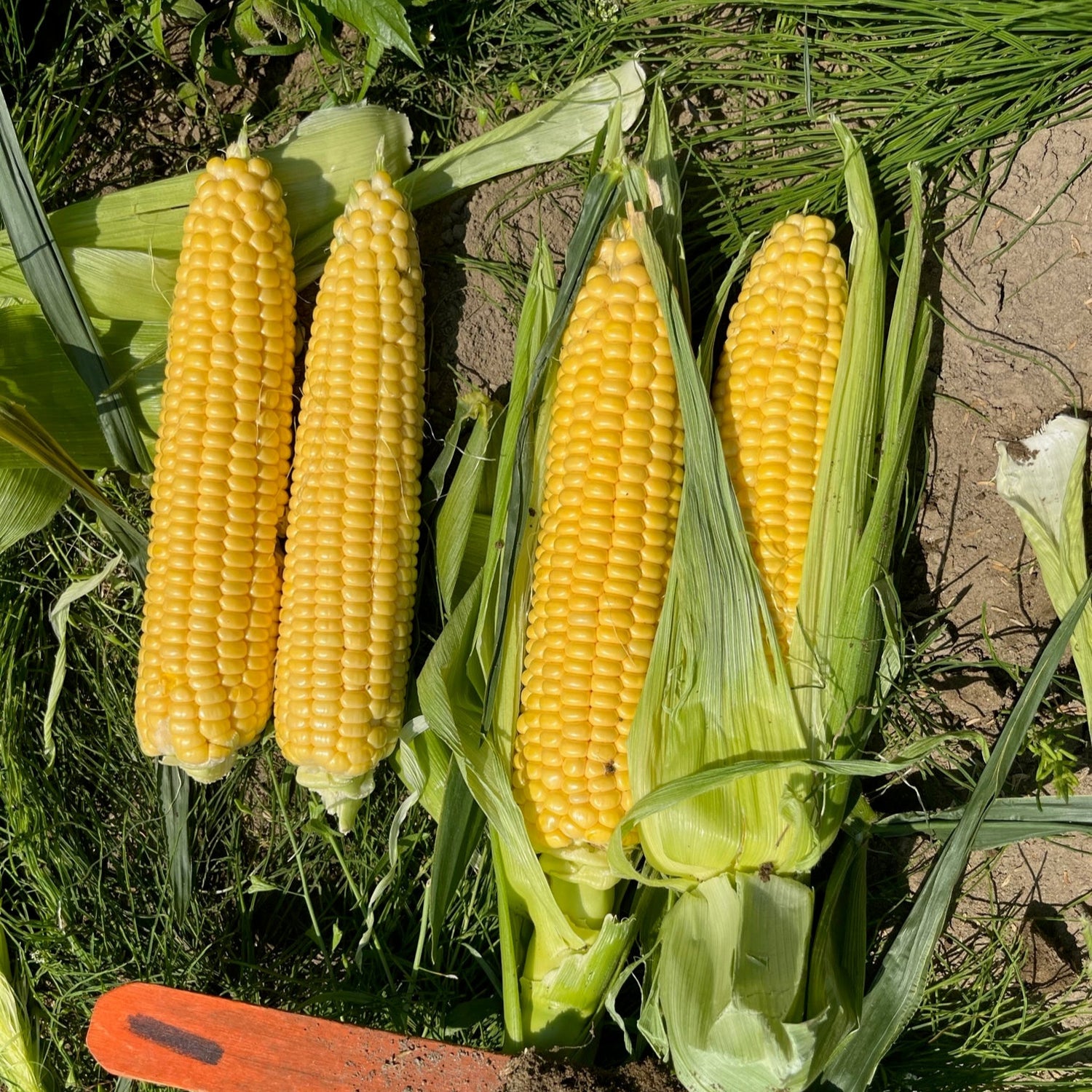 Hybrid Supersweet Yellow Corn - Sprinter XR