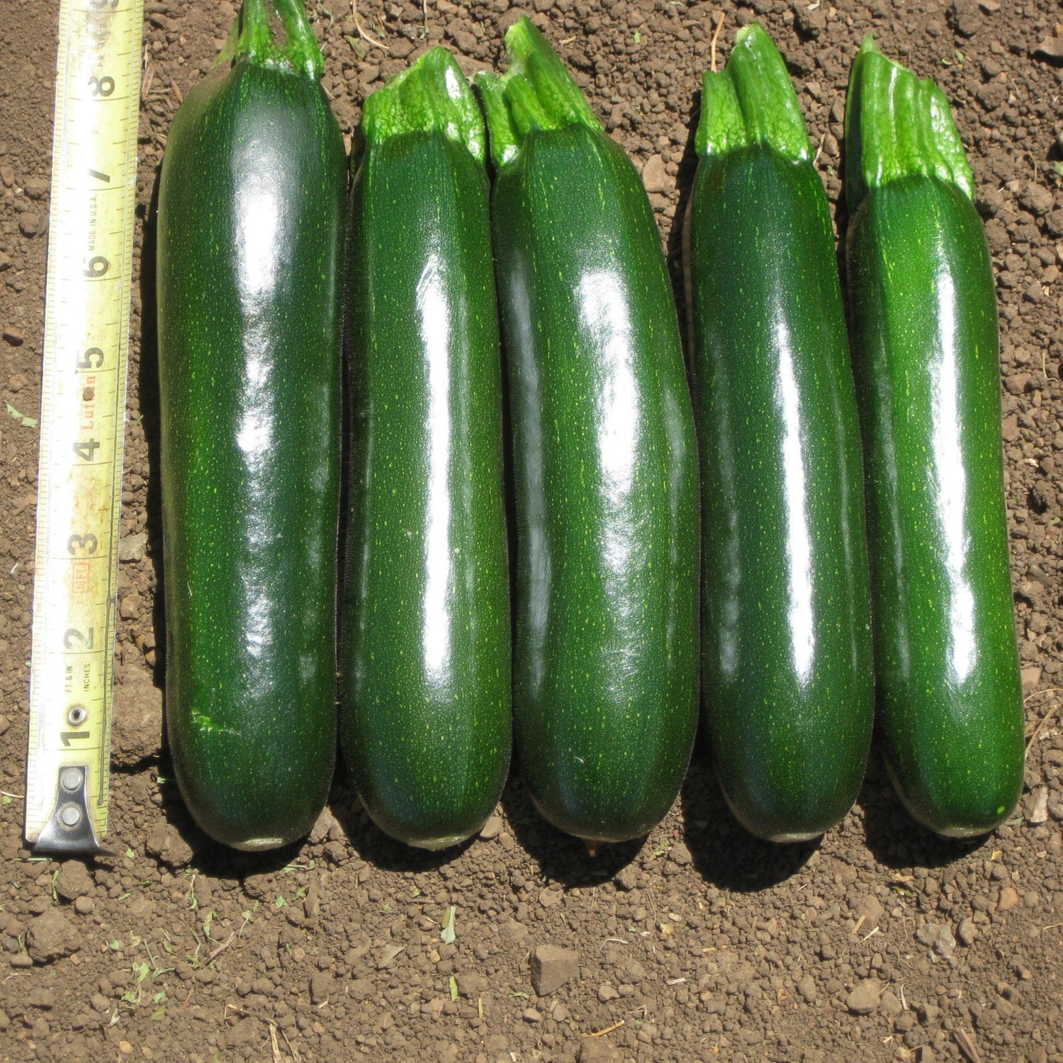 Hybrid Green Zucchini Squash - Stallion