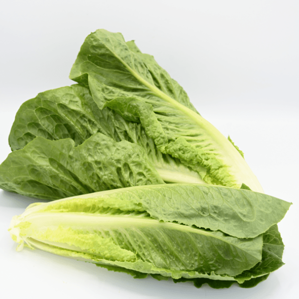 OP Green Romaine Lettuce - Stampede